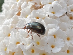Chrysolina americana
