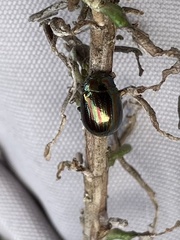 Chrysolina americana