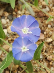 Evolvulus arizonicus