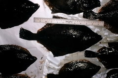 Platichthys stellatus