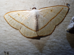 Lomographa luciferata