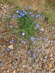 Evolvulus arizonicus