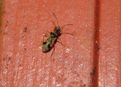 Pseudopachybrachius vinctus