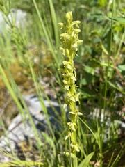 Platanthera stricta