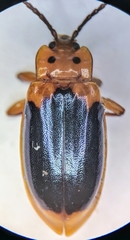 Aphorista laeta