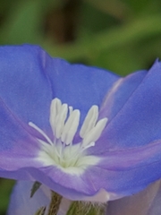 Evolvulus arizonicus