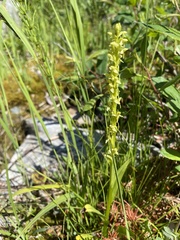 Platanthera stricta
