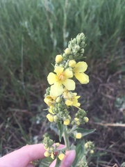 Verbascum