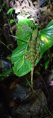 Anolis aequatorialis