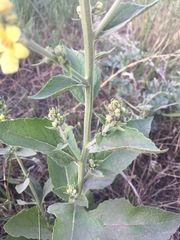 Verbascum