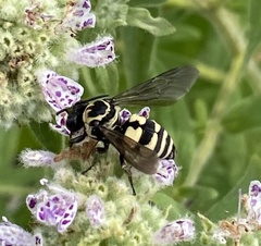 Triepeolus remigatus