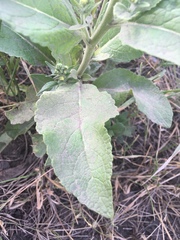 Verbascum