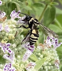 Triepeolus remigatus