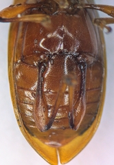 Aphorista laeta