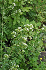 Origanum majorana