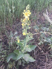 Verbascum