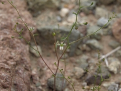 Nemacladus orientalis