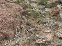 Nemacladus orientalis