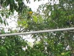 Chrysococcyx cupreus