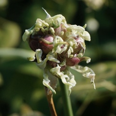 Allium sativum