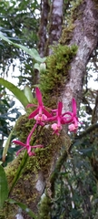 Epidendrum spathatum