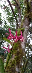 Epidendrum spathatum