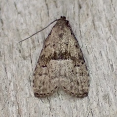 Hypenodes franclemonti