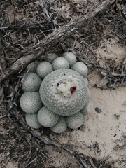 Epithelantha