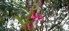 Epidendrum spathatum