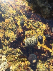 Acanthinucella punctulata