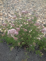 Eupatorium cannabinum