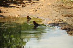 Hypargos niveoguttatus