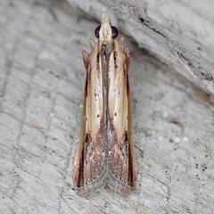 Ancylostomia stercorea