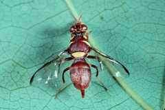 Dacus arcuatus