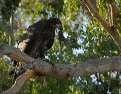 Haliaeetus leucocephalus