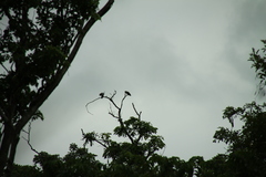 Poicephalus fuscicollis suahelicus