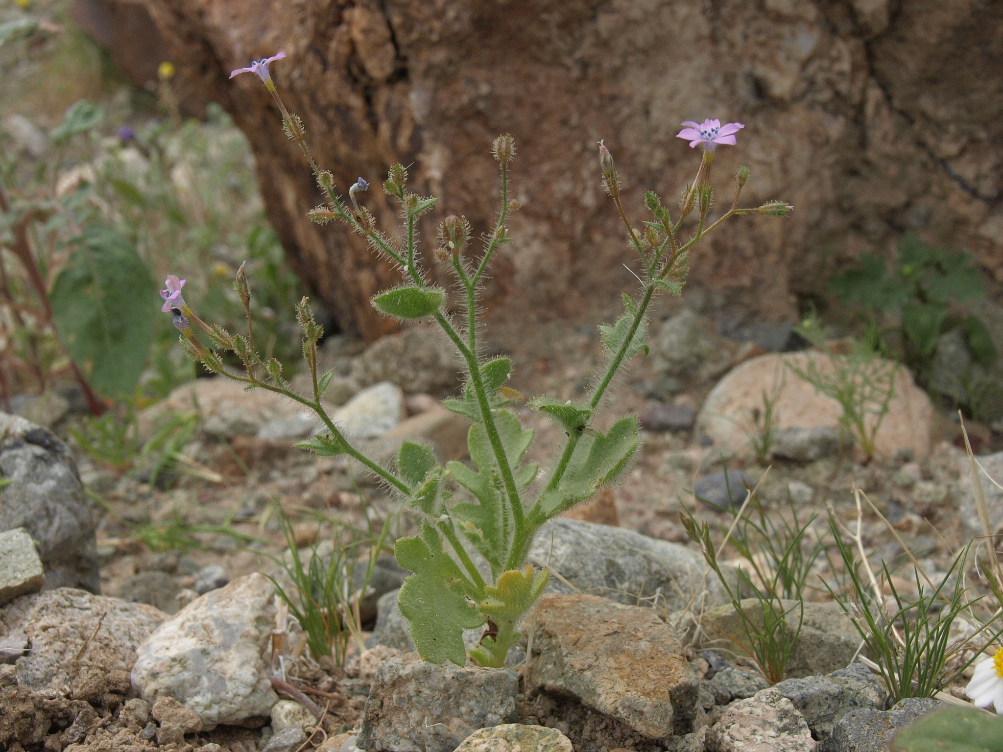 Gilia scopulorum