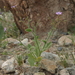 Rock Gilia - Photo (c) Jim Morefield, some rights reserved (CC BY)