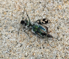 Cicindela latesignata latesignata