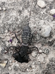 Mastigoproctus giganteus