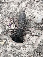 Mastigoproctus giganteus