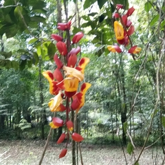 Thunbergia mysorensis