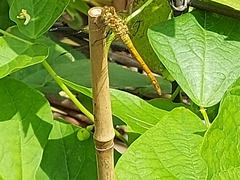 Sympetrum meridionale