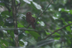 Malacoptila panamensis