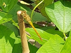 Sympetrum meridionale