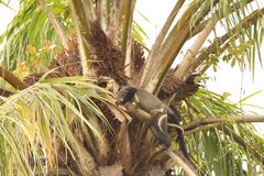 Cercopithecus neglectus