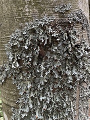 Parmelia submontana