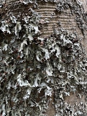 Parmelia submontana