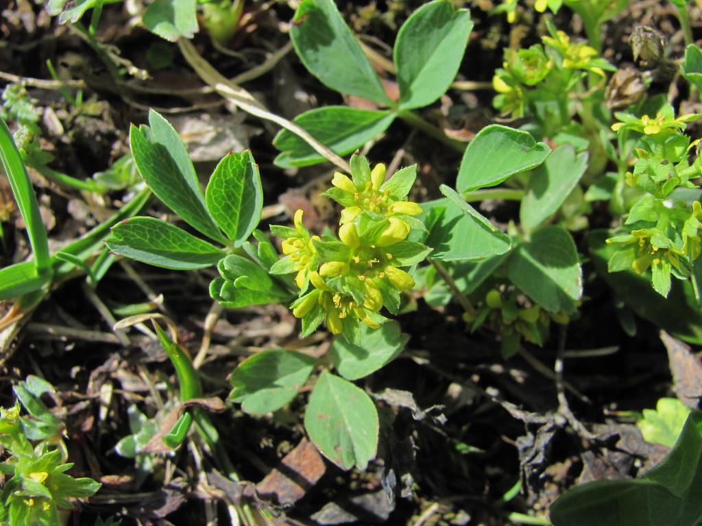 Sibbaldia parviflora