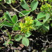 Sibbaldia parviflora - Photo (c) Gennadiy Okatov, algunos derechos reservados (CC BY-NC), subido por Gennadiy Okatov